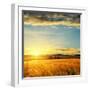 Clouds on Sunset over Field with Barley-mycola-Framed Photographic Print