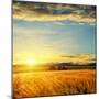Clouds on Sunset over Field with Barley-mycola-Mounted Photographic Print
