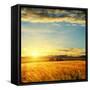 Clouds on Sunset over Field with Barley-mycola-Framed Stretched Canvas