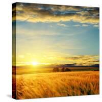 Clouds on Sunset over Field with Barley-mycola-Stretched Canvas