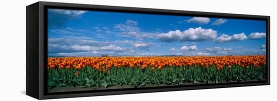 Clouds over a Tulip Field, Skagit Valley, Washington State, USA-null-Framed Stretched Canvas