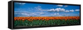 Clouds over a Tulip Field, Skagit Valley, Washington State, USA-null-Framed Stretched Canvas