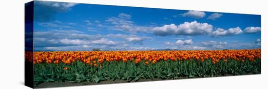 Clouds over a Tulip Field, Skagit Valley, Washington State, USA-null-Stretched Canvas