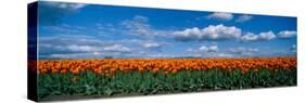 Clouds over a Tulip Field, Skagit Valley, Washington State, USA-null-Stretched Canvas