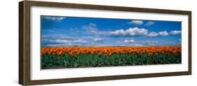 Clouds over a Tulip Field, Skagit Valley, Washington State, USA-null-Framed Photographic Print