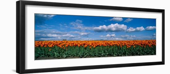 Clouds over a Tulip Field, Skagit Valley, Washington State, USA-null-Framed Photographic Print