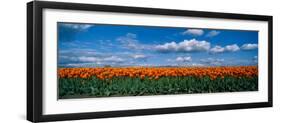 Clouds over a Tulip Field, Skagit Valley, Washington State, USA-null-Framed Photographic Print