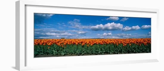 Clouds over a Tulip Field, Skagit Valley, Washington State, USA-null-Framed Photographic Print