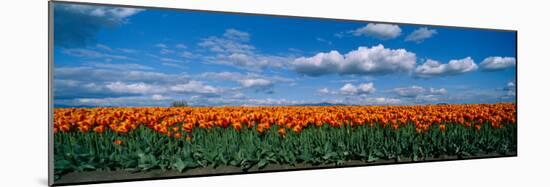 Clouds over a Tulip Field, Skagit Valley, Washington State, USA-null-Mounted Photographic Print