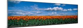 Clouds over a Tulip Field, Skagit Valley, Washington State, USA-null-Mounted Photographic Print