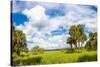 Clouds over Trees in a Forest, Myakka River State Park, Sarasota, Sarasota County, Florida, USA-null-Stretched Canvas