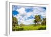 Clouds over Trees in a Forest, Myakka River State Park, Sarasota, Sarasota County, Florida, USA-null-Framed Photographic Print