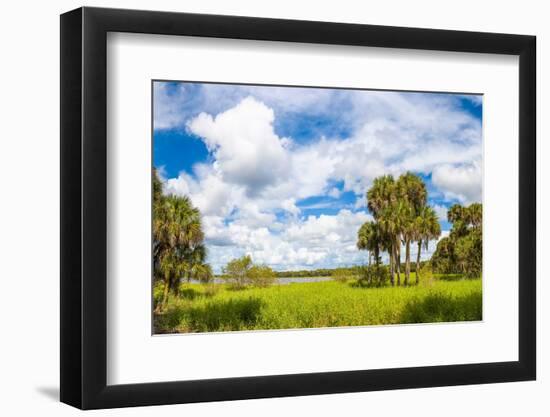 Clouds over Trees in a Forest, Myakka River State Park, Sarasota, Sarasota County, Florida, USA-null-Framed Photographic Print