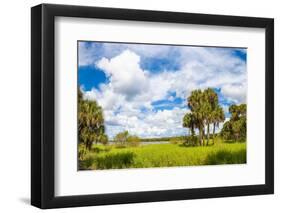 Clouds over Trees in a Forest, Myakka River State Park, Sarasota, Sarasota County, Florida, USA-null-Framed Photographic Print