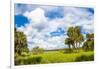 Clouds over Trees in a Forest, Myakka River State Park, Sarasota, Sarasota County, Florida, USA-null-Framed Photographic Print