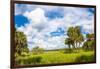 Clouds over Trees in a Forest, Myakka River State Park, Sarasota, Sarasota County, Florida, USA-null-Framed Photographic Print