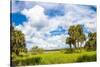 Clouds over Trees in a Forest, Myakka River State Park, Sarasota, Sarasota County, Florida, USA-null-Stretched Canvas