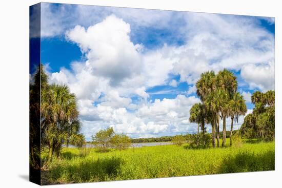 Clouds over Trees in a Forest, Myakka River State Park, Sarasota, Sarasota County, Florida, USA-null-Stretched Canvas