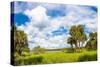 Clouds over Trees in a Forest, Myakka River State Park, Sarasota, Sarasota County, Florida, USA-null-Stretched Canvas