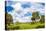 Clouds over Trees in a Forest, Myakka River State Park, Sarasota, Sarasota County, Florida, USA-null-Stretched Canvas