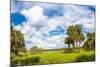 Clouds over Trees in a Forest, Myakka River State Park, Sarasota, Sarasota County, Florida, USA-null-Mounted Photographic Print