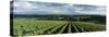 Clouds over Vineyards, Domaine Drouhin Oregon, Newberg, Willamette Valley, Oregon, USA-null-Stretched Canvas