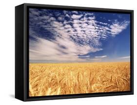 Clouds over Wheat Field Agriculture-Stuart Westmorland-Framed Stretched Canvas