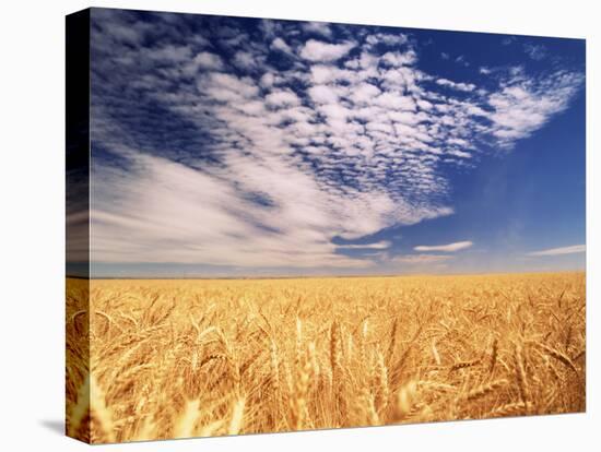 Clouds over Wheat Field Agriculture-Stuart Westmorland-Stretched Canvas