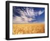 Clouds over Wheat Field Agriculture-Stuart Westmorland-Framed Photographic Print