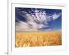 Clouds over Wheat Field Agriculture-Stuart Westmorland-Framed Photographic Print