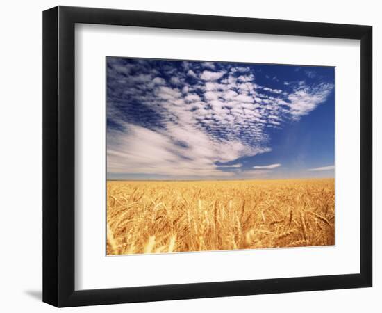 Clouds over Wheat Field Agriculture-Stuart Westmorland-Framed Photographic Print