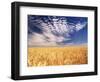 Clouds over Wheat Field Agriculture-Stuart Westmorland-Framed Photographic Print