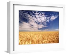 Clouds over Wheat Field Agriculture-Stuart Westmorland-Framed Photographic Print