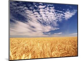 Clouds over Wheat Field Agriculture-Stuart Westmorland-Mounted Photographic Print