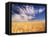 Clouds over Wheat Field Agriculture-Stuart Westmorland-Framed Stretched Canvas