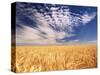Clouds over Wheat Field Agriculture-Stuart Westmorland-Stretched Canvas