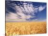 Clouds over Wheat Field Agriculture-Stuart Westmorland-Stretched Canvas