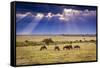 Clouds with sun rays streaming down on Masai Mara in Kenya, Africa. Wildebeest in foreground.-Larry Richardson-Framed Stretched Canvas