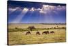 Clouds with sun rays streaming down on Masai Mara in Kenya, Africa. Wildebeest in foreground.-Larry Richardson-Stretched Canvas