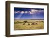 Clouds with sun rays streaming down on Masai Mara in Kenya, Africa. Wildebeest in foreground.-Larry Richardson-Framed Photographic Print