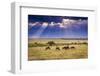 Clouds with sun rays streaming down on Masai Mara in Kenya, Africa. Wildebeest in foreground.-Larry Richardson-Framed Photographic Print