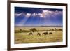 Clouds with sun rays streaming down on Masai Mara in Kenya, Africa. Wildebeest in foreground.-Larry Richardson-Framed Photographic Print