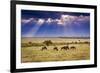 Clouds with sun rays streaming down on Masai Mara in Kenya, Africa. Wildebeest in foreground.-Larry Richardson-Framed Photographic Print