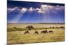 Clouds with sun rays streaming down on Masai Mara in Kenya, Africa. Wildebeest in foreground.-Larry Richardson-Mounted Photographic Print