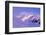 Clouds Wrapped Summit of Mount Rainier, Mt Rainier National Park, Washington, USA-Paul Souders-Framed Photographic Print