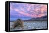 Cloudscape Sunset at Devil's Cornfield, Death Valley-Vincent James-Framed Stretched Canvas