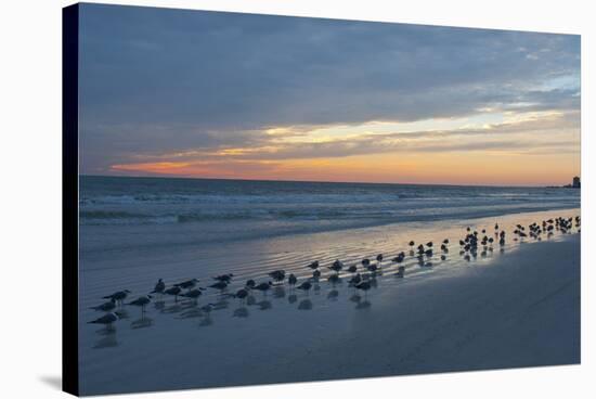 Cloudy Sunset on Crescent Beach, Siesta Key, Sarasota, Florida, USA-Bernard Friel-Stretched Canvas