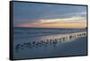 Cloudy Sunset on Crescent Beach, Siesta Key, Sarasota, Florida, USA-Bernard Friel-Framed Stretched Canvas