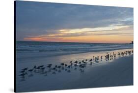 Cloudy Sunset on Crescent Beach, Siesta Key, Sarasota, Florida, USA-Bernard Friel-Stretched Canvas