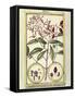 Clove (Caryophyllus Aromaticus), 1789-null-Framed Stretched Canvas